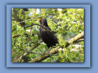 Blackbird in Hetton Bogs 19th May 2019_Prv.jpg